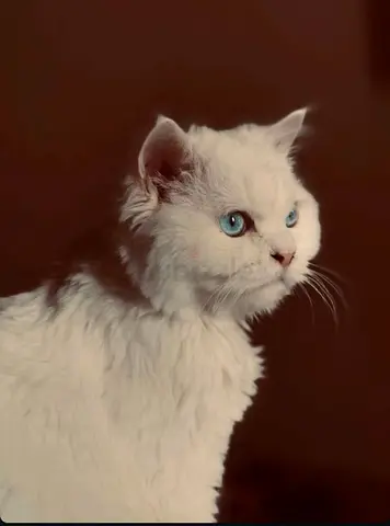 Persian Cat Looking for a Loving Home