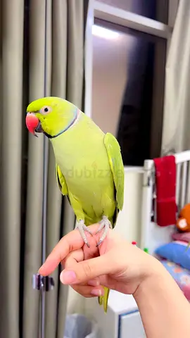 Green parrot