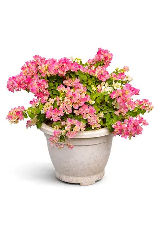 Premium Bougainvillea Flowering Plant