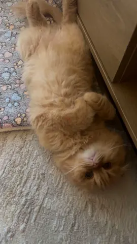 .Scottish fold cat that is cute, funny, and adorable