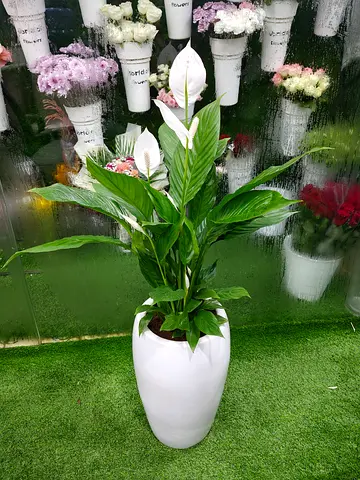 Peace lily indoor plants