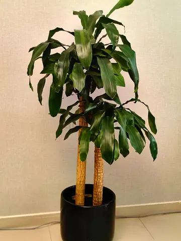 Indoor Plant