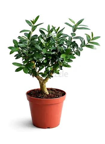Mini Olive Tree – Olea Europaea Decorative Plant