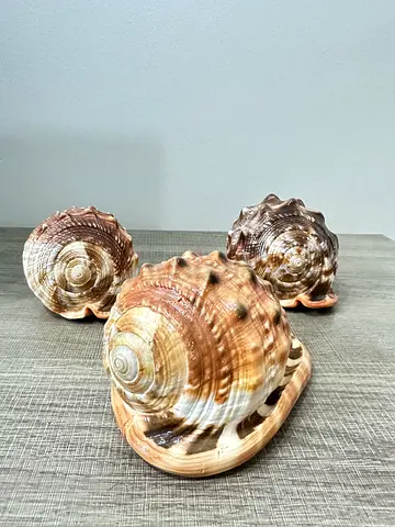 Unique Decorative Shell Collection