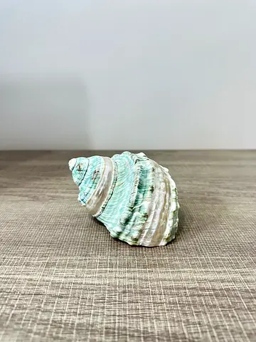 Unique Decorative Shell