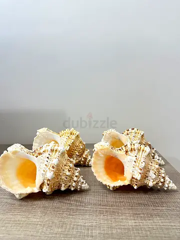 Beautiful Seashell Collection