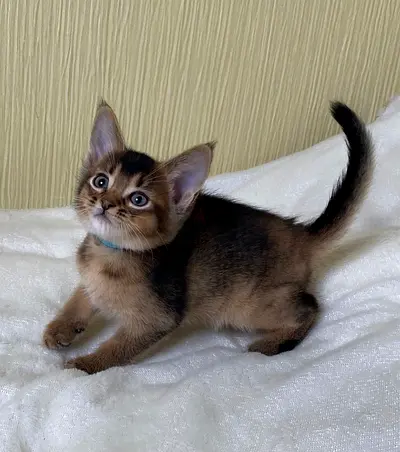 Abyssinian Kittens Ready