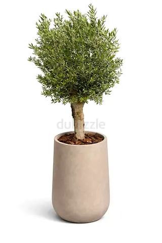 Olea europaea Olive Tree with Fiber Vase – Hardy Mediterranean Elegance