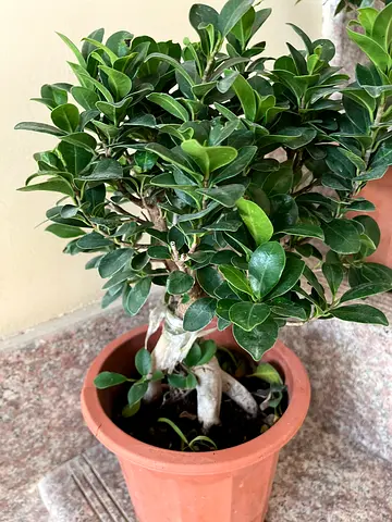 Beautiful Potted Plant - Perfect for Home Decor