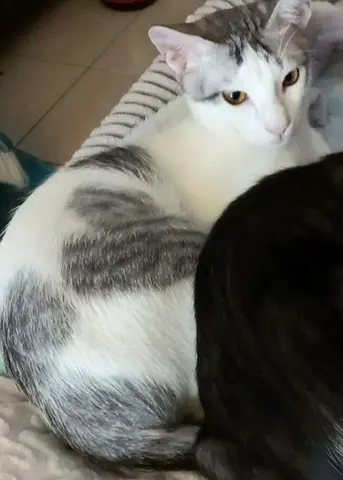 Silver boy needs a loving forever home