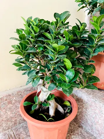 Beautiful Potted Plant - Perfect for Home Decor