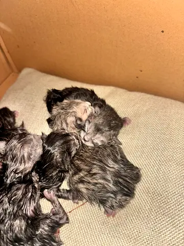 قط ذكر او انثى بعمر الشهرين