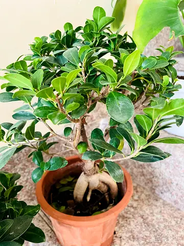 Indoor Potted Ficus Plant