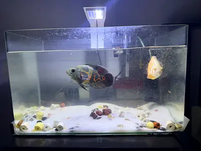 Large Aquarium (50L) with Fish