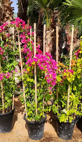 Beautiful Bougainvillea Plants in Pots