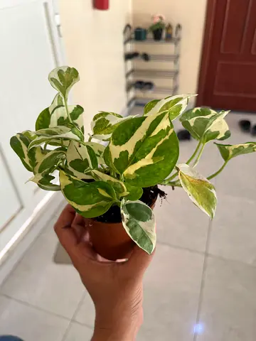 Beautiful Indoor Plant - Pothos with Variegated Leaves