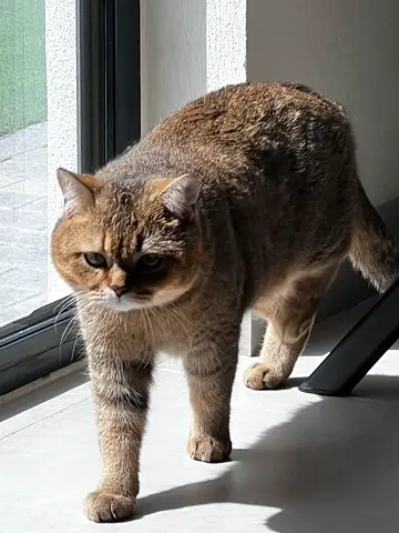 British short hair for short term adoption قطة للتبني لفتره مؤقته