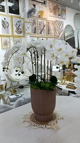 Stunning Decorative Orchid Plant in Stylish Pot