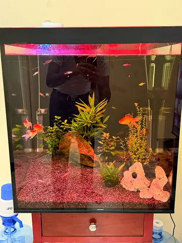 Beautiful Aquarium with Colorful Fish