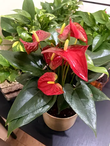 Beautiful Anthurium Plant with Vibrant Flowers