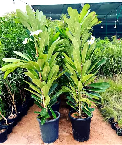 Plumeria 1.5m Hight