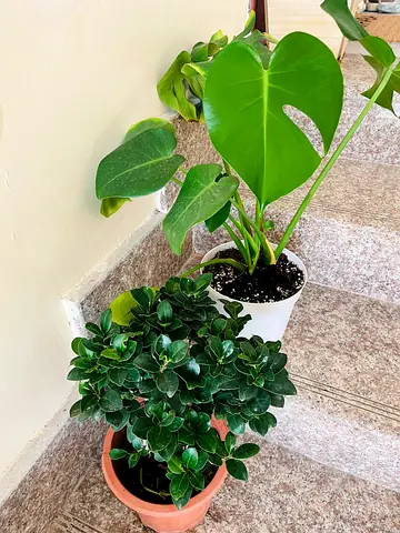 Indoor Plants for Sale