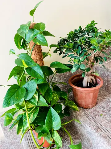 Indoor Plants for Sale