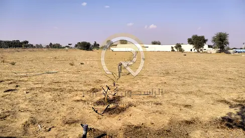 مزرعه للايجار بالمدام الشارقة مساحة كبيرة  245000 قدم ،