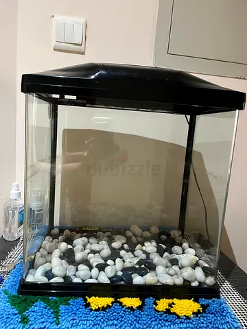 Fish Aquarium with Decorative Stones