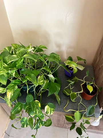 Potted Indoor Plants Collection