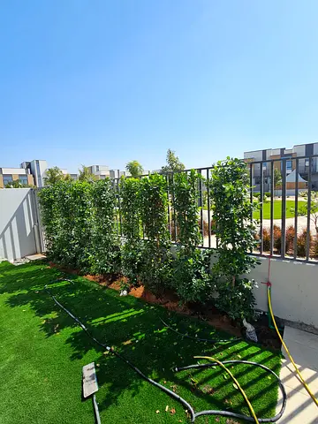 Ficus 2meter Hight
