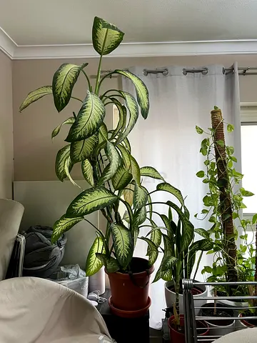 Beautiful Indoor Potted Plant