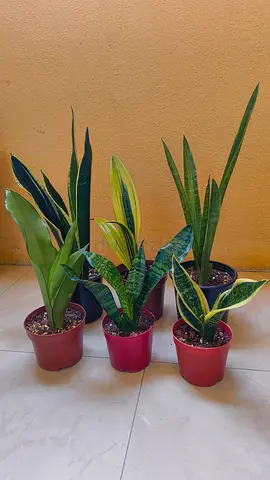 Snake Plants Combo