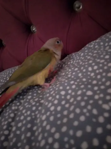 الباهيه ابوظبي