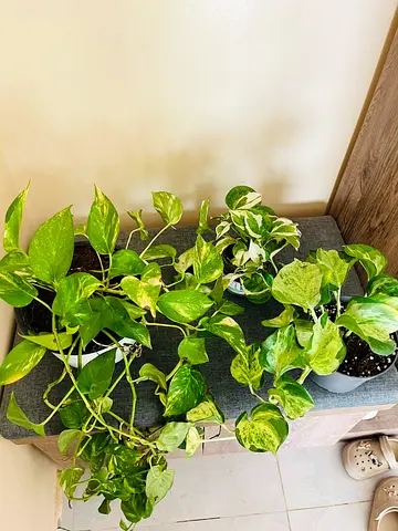 Potted Indoor Plants Collection