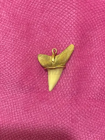 REAL Shark Tooth Pendant with 24K pure Gold Bail