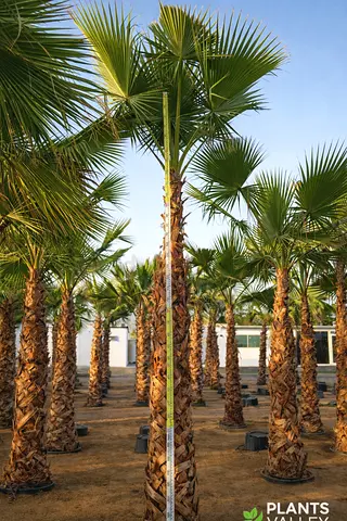 Palm Trees for Sale