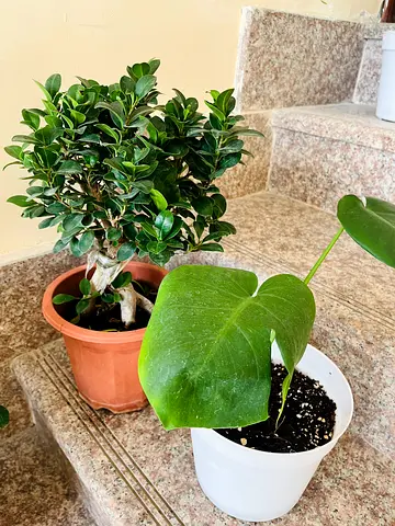 Indoor Decorative Plants