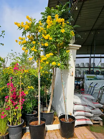 Tacoma 3meter Hight