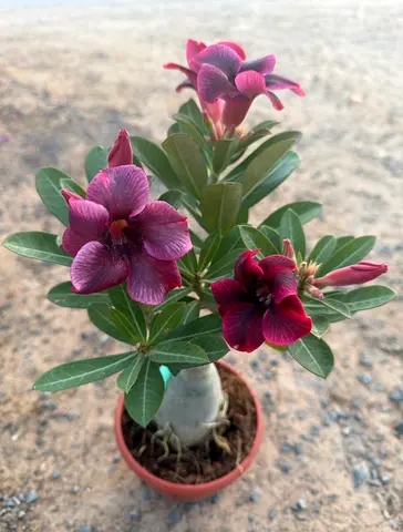 Grafted Desert Rose Plant | 40–50cm | Premium Quality | UAE Delivery