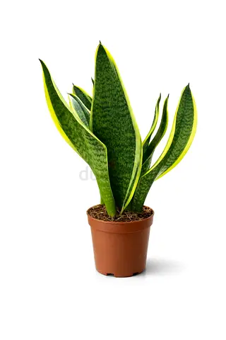 Snake Plant 30–40 cm | Live Indoor Air Purifying Plant | Sansevieria | Easy Care Houseplant |