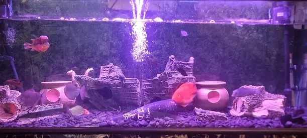 Aquarium Complete. 1.5 meter long. With All accessories. Cost is 6000 selling for 2000