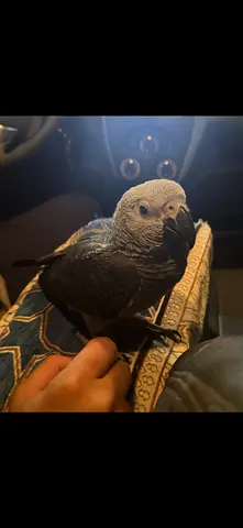 بغباء ضايع في الشامخه ، هناك جائزة