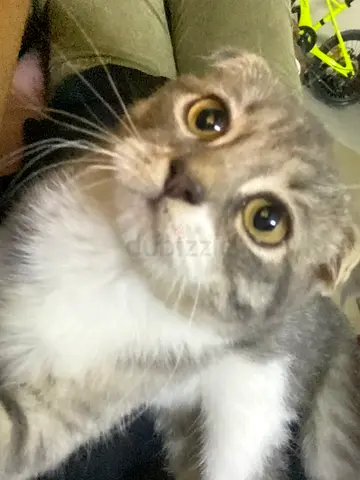 Scottish fold kitten