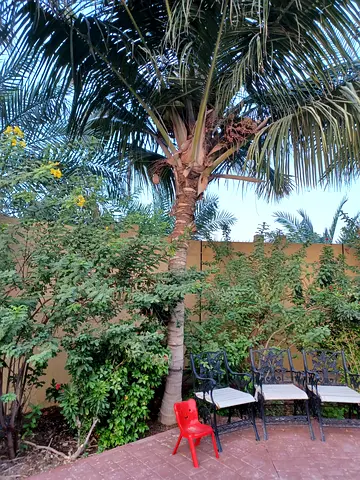 Coconut Palm for sale
