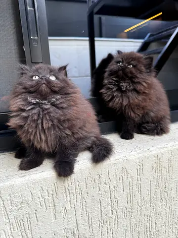 Adorable Fluffy Kittens Looking for a Home