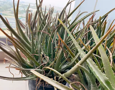 Healthy Big Aloe Vera Plants for sale- Low Price.