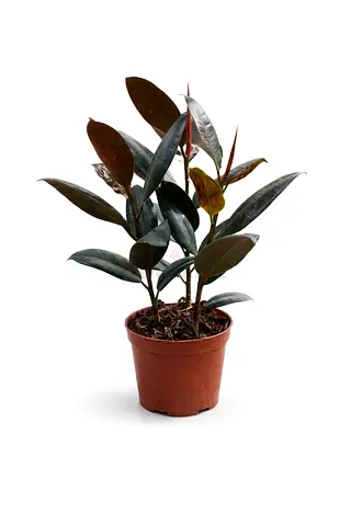 Rubber Plant 30-40cm – Live Indoor Decorative Plant | Thailand Imported | Easy Care | 45 AED