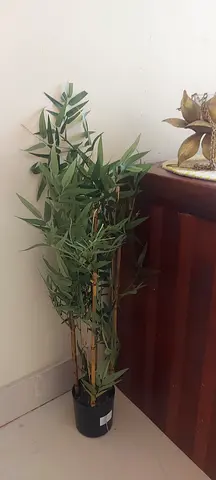 Plant for sale