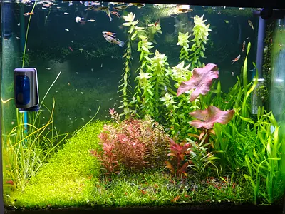 Beautifully Planted Aquarium with Tropical Fish